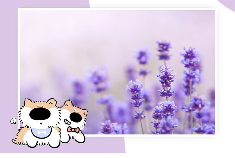 Pet deodorant spray